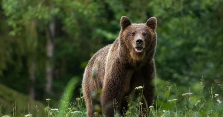 Cazul ursului rătăcit în zona Bușag: Alerta continuă în preajma orașului Tăuții Măgherăuș! Ce trebuie să facă cetățenii în cazul în care îl văd din nou