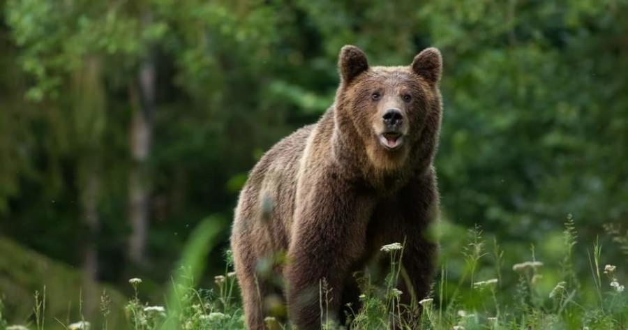 Cazul ursului rătăcit în zona Bușag: Alerta continuă în preajma orașului Tăuții Măgherăuș! Ce trebuie să facă cetățenii în cazul în care îl văd din nou