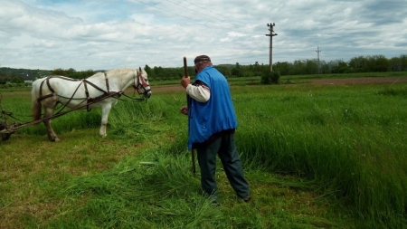 Trist: În unele sate maramureșene caii sunt pe cale de dispariție