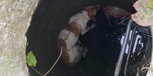 Intervenție cu final fericit: Câine căzut în canal, salvat de pompierii băimăreni (FOTO)