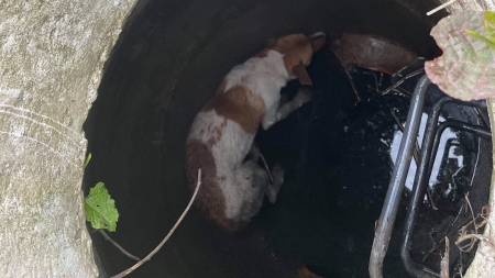 Intervenție cu final fericit: Câine căzut în canal, salvat de pompierii băimăreni (FOTO)