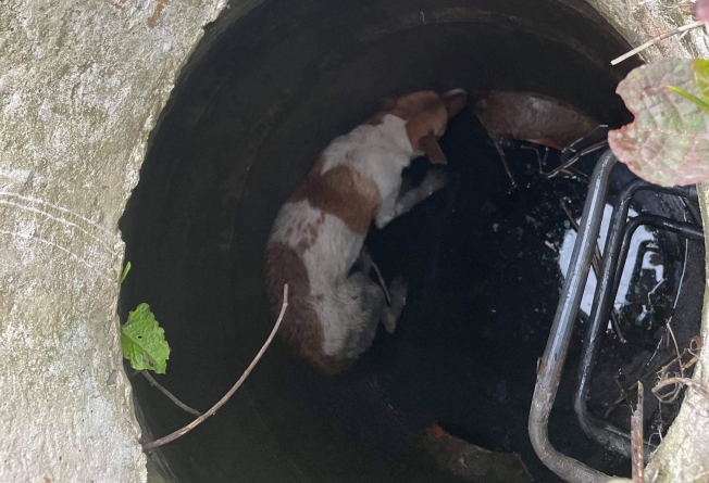 Intervenție cu final fericit: Câine căzut în canal, salvat de pompierii băimăreni (FOTO)