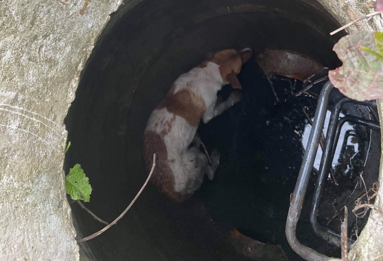 Intervenție cu final fericit: Câine căzut în canal, salvat de pompierii băimăreni (FOTO)