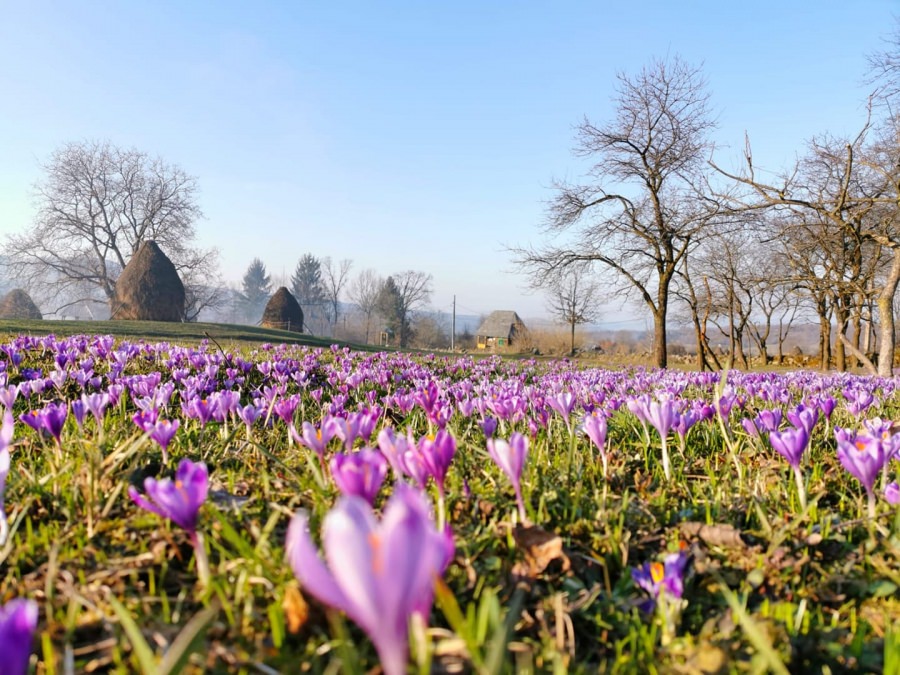 Meteo Maramureș: Vreme normală în regiunea noastră în viitorul interval! Va fi caracteristică primăverii cu variații bruște! Vezi estimările pe două săptămâni!