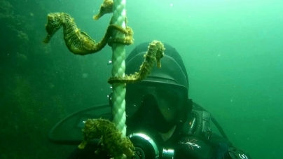 Imagini spectaculoase: O mare de… căluți de mare, surprinsă în Portul Constanța (VIDEO ȘI FOTO)