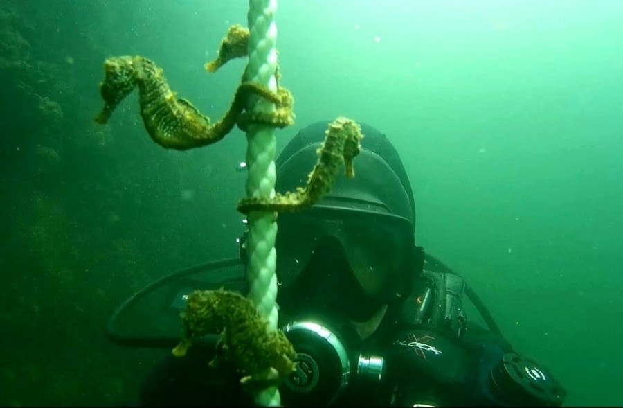 Imagini spectaculoase: O mare de… căluți de mare, surprinsă în Portul Constanța (VIDEO ȘI FOTO)