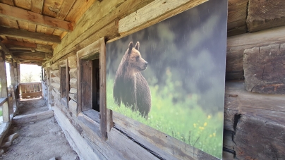 Idee minunată: Expoziție fotografică inedită la Muzeul Maramureșean din Sighetu Marmației! În imagini, animalele sălbatice din județ (FOTO)