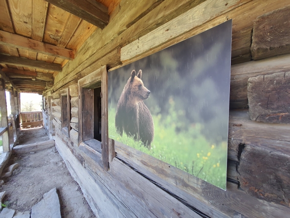 Idee minunată: Expoziție fotografică inedită la Muzeul Maramureșean din Sighetu Marmației! În imagini, animalele sălbatice din județ (FOTO)