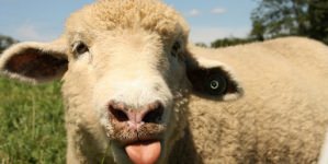 Cernești: Culturi agricole afectate de turmele de oi; Apelul primăriei
