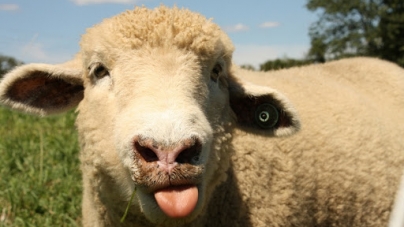 Cernești: Culturi agricole afectate de turmele de oi; Apelul primăriei