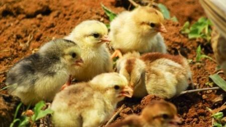 Anchetă sanitar-veterinară: Puii de o zi, infectați cu virusul gripei aviare, au ajuns și în gospodării din Maramureș. Vezi rezultatul verificărilor ANSVSA