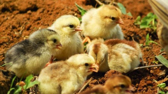 Anchetă sanitar-veterinară: Puii de o zi, infectați cu virusul gripei aviare, au ajuns și în gospodării din Maramureș. Vezi rezultatul verificărilor ANSVSA