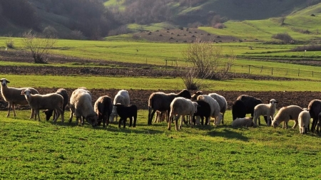 Expoziție de ovine și caprine în Șomcuta Mare