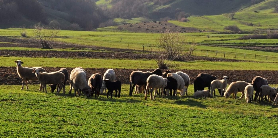 10 – 18 mai, perioada în care se inaugura anul pastoral în Maramureș; „A si gazdă de stână îi o cinste, da și o grijă mare pă cap”