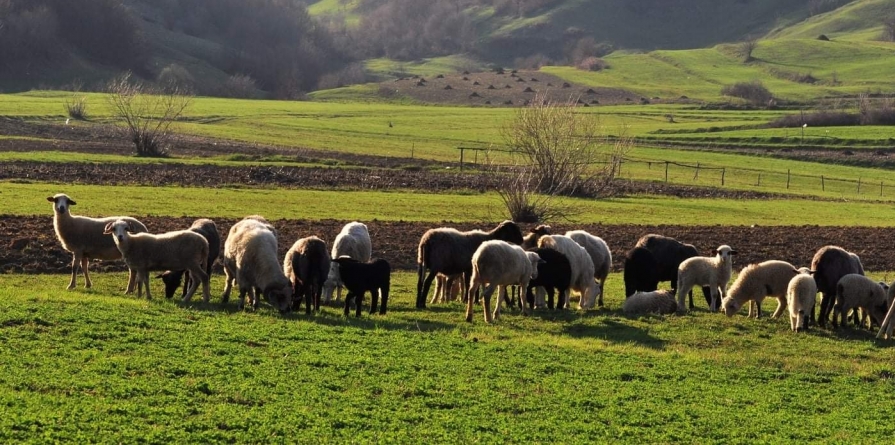 Expoziție de ovine și caprine în Șomcuta Mare