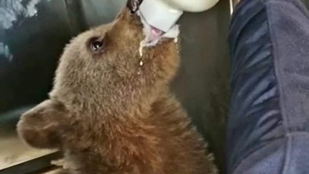 Imagini emoționante: Un ursuleț a fost salvat din zona Novăț-Borșa. După ce a fost hrănit, el a fost dus la Centrul special de Reabilitare din Harghita (VIDEO)