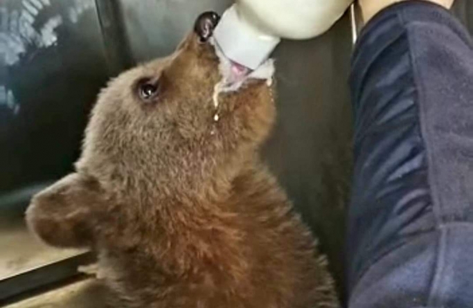 Imagini emoționante: Un ursuleț a fost salvat din zona Novăț-Borșa. După ce a fost hrănit, el a fost dus la Centrul special de Reabilitare din Harghita (VIDEO)
