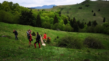 Sfârșit tragic: Un bărbat din Budești a decedat după ce un copac a căzut peste el