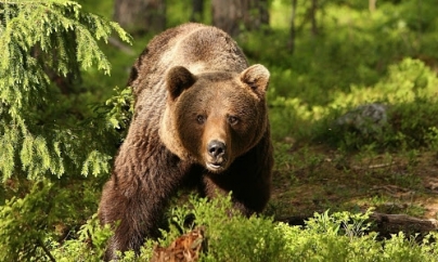 Ro-Alert: Prezența ursului, semnalată în Sighetu Marmației