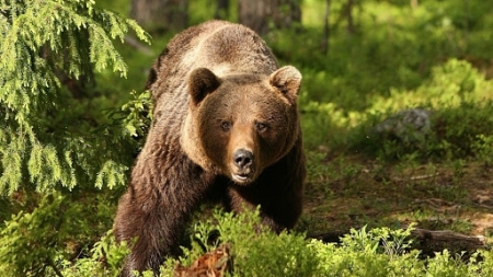 Atenție!: Au fost văzute urme de urs în zona Vălenii Șomcutei (VIDEO)