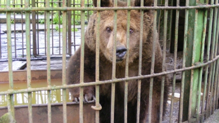Groaznic: 9 din 10 români se declară preocupați de drepturile animalelor, dar 61% se opun desființării ZOO, iar 49% vor să le vadă la circ (IRES)