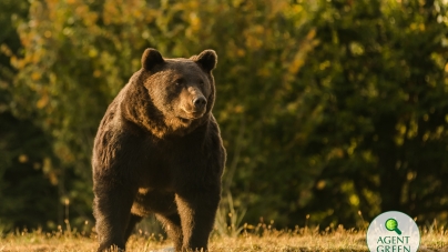 Răzbunarea românilor: Ce a apărut pe Google Maps după împușcarea ursului Arthur
