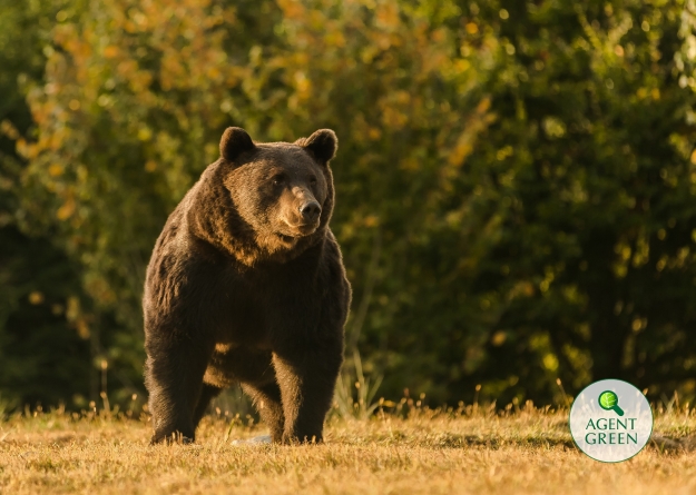 Trist: Arthur, cel mai mare urs din România, împușcat de un prinț austriac. Petiție pentru interzicerea vânătorii de trofee