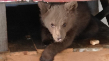 O viață mai bună: Puiul de urs ținut captiv de un bărbat din Borșa a ajuns la Orfelinatul de Urși din Munții Hășmaș. Ce spun reprezentanții WWF (VIDEO ȘI FOTO)
