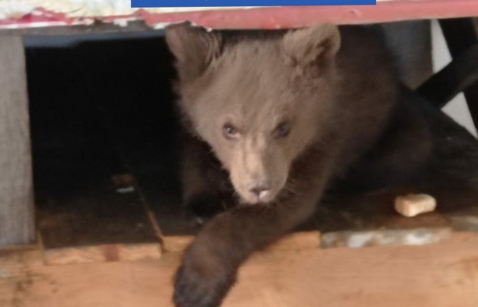 Perchiziții domiciliare în Borșa: Un pui de urs a fost găsit în gospodăria unui localnic; Polițiștii au găsit și câteva kilograme de carne de vânat (FOTO și VIDEO)