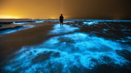 Fenomen rar și spectaculos: Ape acoperite de alge strălucitoare (FOTO)