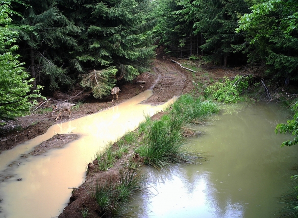 Ecosisteme: Întâlnire, în Maramureș, în cadrul proiectului „Granițe deschise pentru fauna sălbatică în Carpați”. Ce spun reprezentanții WWF