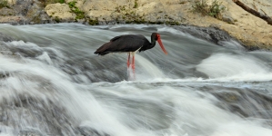 Frumusețile Maramureșului: Barza neagră, senzația zilelor calde de vară, s-a întors în Țara Lăpușului! Totul despre această minunăție a naturii (VIDEO ȘI FOTO)