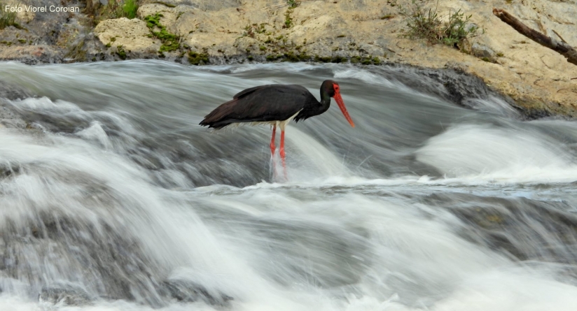 Frumusețile Maramureșului: Barza neagră, senzația zilelor calde de vară, s-a întors în Țara Lăpușului! Totul despre această minunăție a naturii (VIDEO ȘI FOTO)
