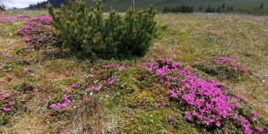 Spectacol de parfum și culoare: A început să înflorească bujorul de munte în Parcul Național Munții Rodnei; Turiștii sunt rugați să nu rupă florile (FOTO)