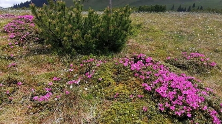 Spectacol de parfum și culoare: A început să înflorească bujorul de munte în Parcul Național Munții Rodnei; Turiștii sunt rugați să nu rupă florile (FOTO)