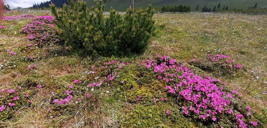 Spectacol de parfum și culoare: A început să înflorească bujorul de munte în Parcul Național Munții Rodnei; Turiștii sunt rugați să nu rupă florile (FOTO)