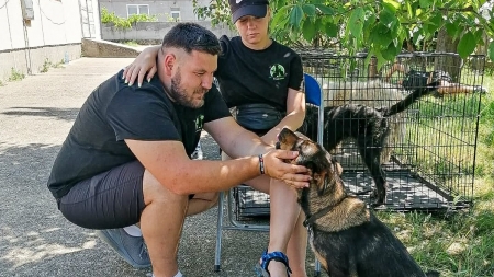 Bilanțul unei acțiuni extraordinare: 269 animale sterilizate în 4 zile în Maramureș în campania Fight for Animals. Bonus: o poveste emoționantă (VIDEO ȘI FOTO)
