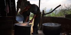 Cașul de oaie, o adevărată delicatesă culinară; Aflați de la maramureșeni pricepuți cum se face