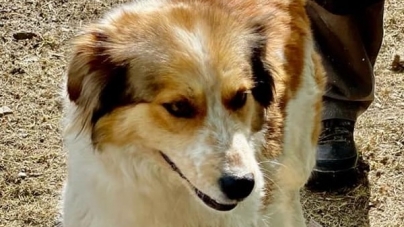 Viață nouă: Cățelușa Paltin a fost deparazitată și își așteaptă viitoarea stăpână să o ia acasă. Noi vești despre supraviețuitoarea de pe Vaser (VIDEO ȘI FOTO)