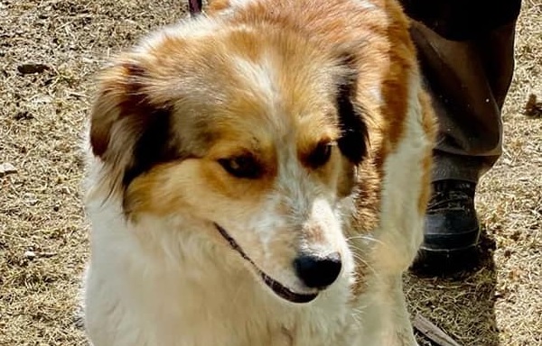 Viață nouă: Cățelușa Paltin a fost deparazitată și își așteaptă viitoarea stăpână să o ia acasă. Noi vești despre supraviețuitoarea de pe Vaser (VIDEO ȘI FOTO)