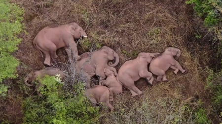 Inedit: Imagini spectaculoase cu cei 15 elefanți migratori din China care se odihnesc după călătoria de 500 km (FOTO)