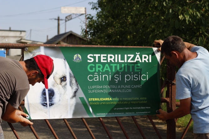 Acțiune bună în Maramureș: Campanie de sterilizări gratuite pentru câini și pisici timp de 4 zile la dispensarul veterinar din comuna Recea