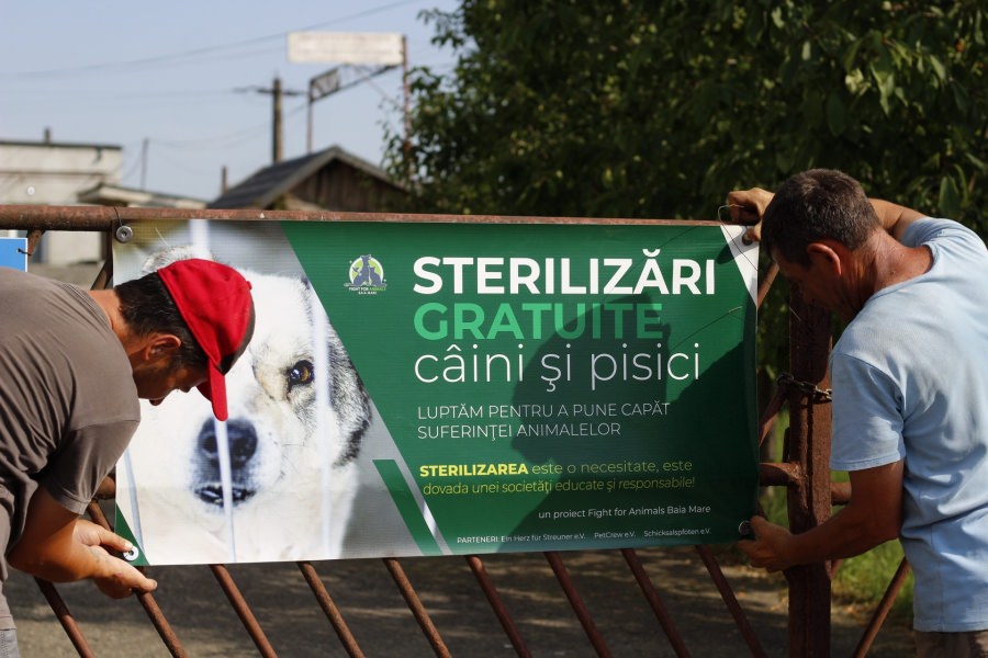 Acțiune pentru prietenii noștri:În județul Maramureș anunț important pentru iubitorii de pisici și câini! Din 7 și 9 octombrie campanie de sterilizări gratuite