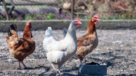 Situație: China a raportat primul caz de infecție cu tulpina H10N3 a gripei aviare la om