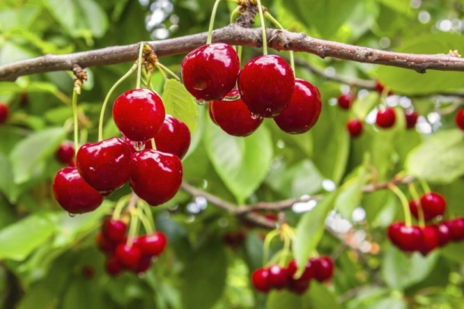 Poveste dulce-acrișoară la final de cireșar: „Pentru grauri, se puneau în vârful cireșilor zdrențe, se făceau chiar niște păpuși mari, semănând cu omul, pentru a speria stolurile flămânde”