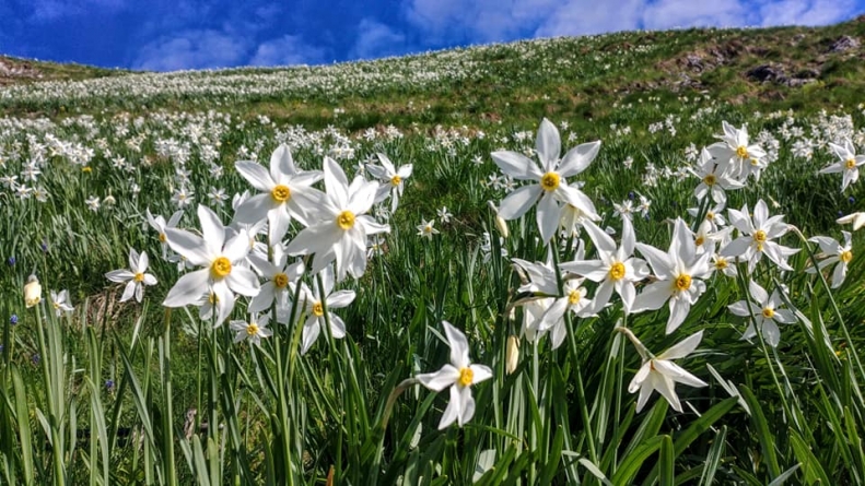 Minunăție naturală: A înflorit Poiana cu Narcise de pe Masivul Saca din Parcul Național Munții Rodnei! Turiștii sunt rugați să nu rupă florile! (VIDEO ȘI FOTO)