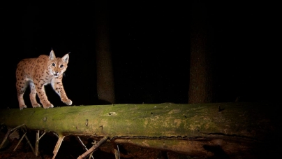 Ziua Internațională a Râsului: Lucruri mai puțin știute despre cea mai mare felină din Carpați