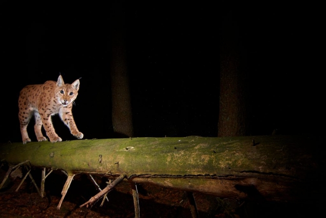 Ziua Internațională a Râsului: Lucruri mai puțin știute despre cea mai mare felină din Carpați