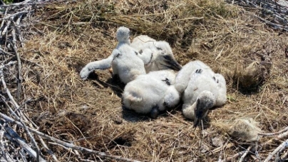 O altfel de misiune: Trei pui de barză, salvați de pompieri după ce au căzut din cuib (FOTO)
