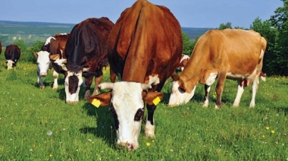 Trist: În satele maramureșene numărul bovinelor scade de la an la an